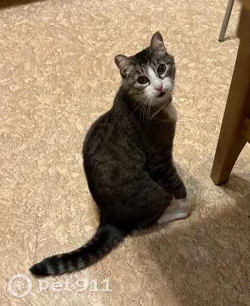 Пропала кошка, мужской, Первомайская улица, 82, Екатеринбург - камышовый окрас, белая грудь - photo