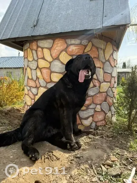 Пропала собака, Сынково, Московская область - чёрная с тигровым подпалом - photo