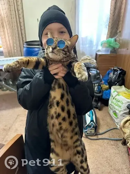 Пропал кот, Новоугольная улица, Барнаул - photo