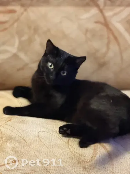 Пропал кот, улица Воровского, Омск - откликается на имя Тёма - photo