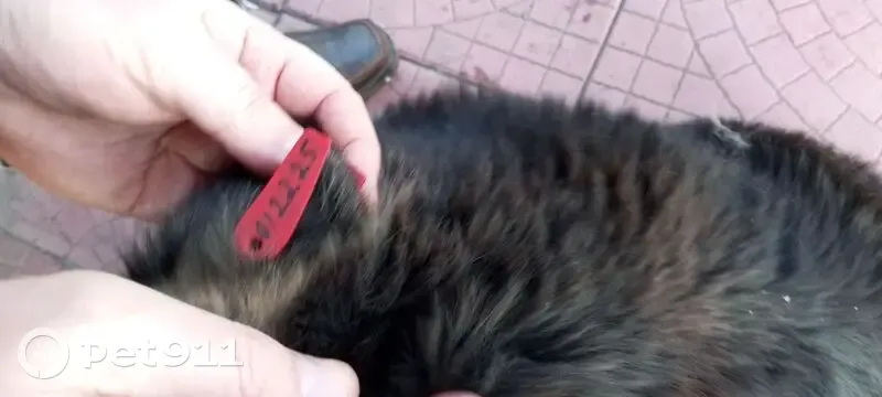 Пропала собака, женский пол, Александро-Заводская улица, Чита — черно-бежевый окрас - photo