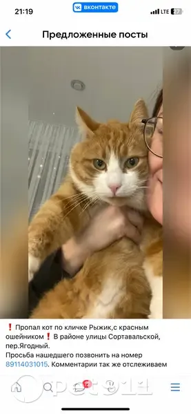 Пропал кот, Олонец, Карелия - красный ошейник и царапка на носу - photo