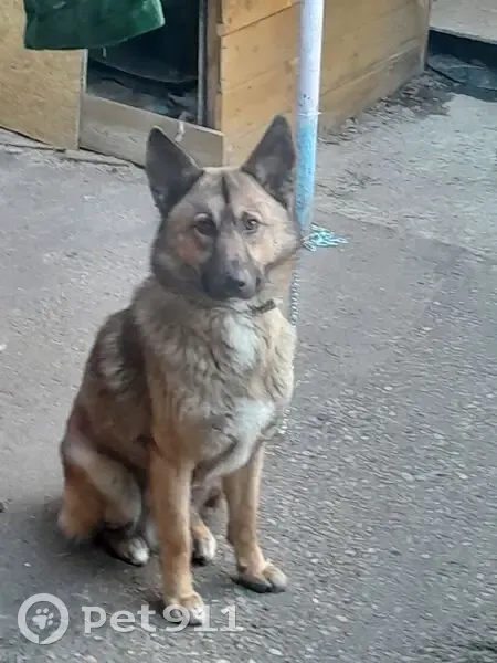 Пропала собака, Каспийская улица, городской округ Сириус - рыжеватый с белой грудкой - photo