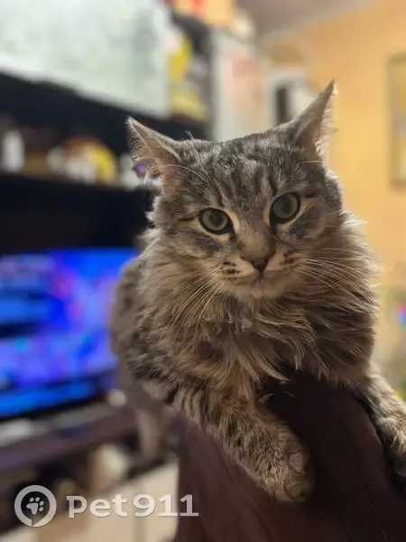 Пропал кот, улица Павлова, 17/25, Валдай - серо-белый с забинтованной лапкой - photo