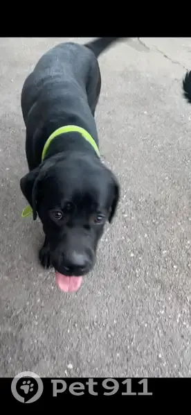 Пропала собака, мужской пол, Карталинский заезд, Магнитогорск - черный окрас, зеленый ошейник - photo