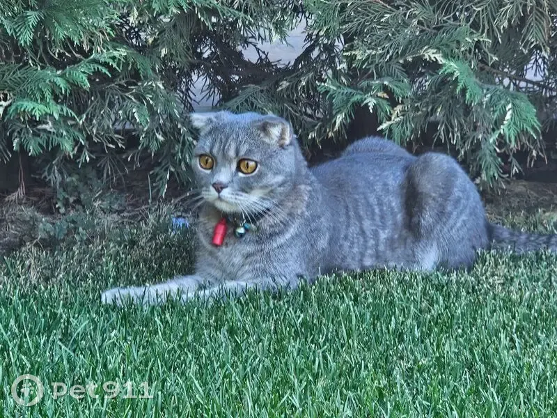 Пропал кот, Приазовская улица, 1/3, Краснодар - шотландский вислоухий с ошейником - photo