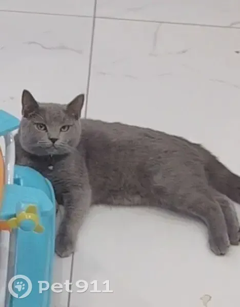 Пропал кот, Апрельская улица, 11, Жуковка - ошейник с колокольчиком - photo