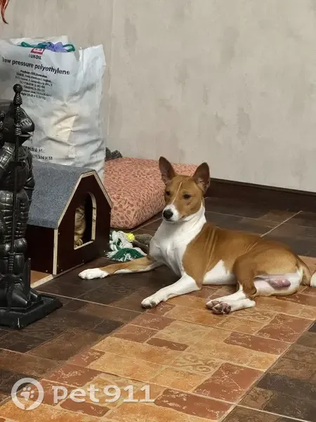 Пропал собака, 68Н-073, городской округ Тамбов - порода басенджи, рыжий с белым - photo