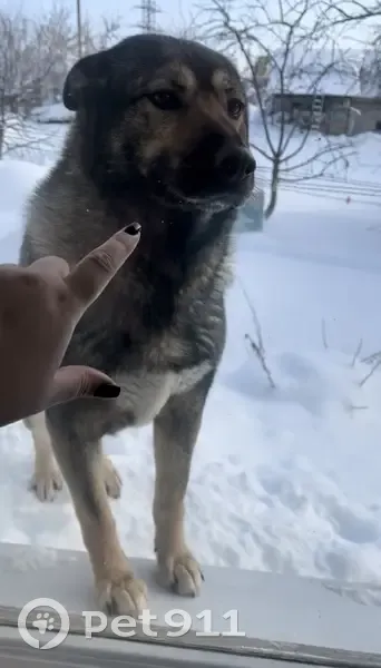 Пропала собака, Калининская улица, Володарск - откликается на кличку Дымка - photo