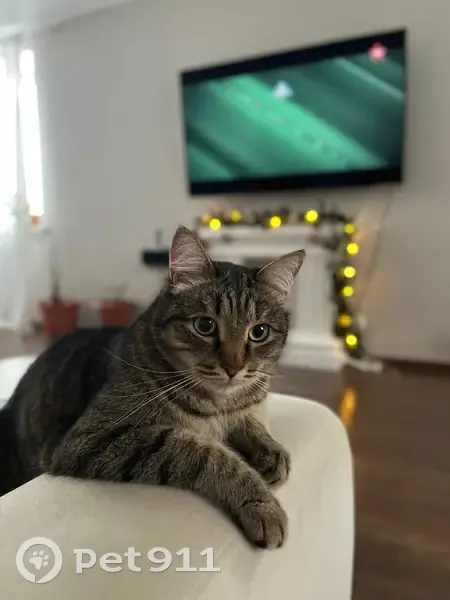 Пропал мужской кот, Восточная улица, 2, Подстёпки - крупный и трусливый - photo