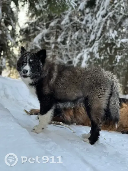 Пропала собака, женская, Краснодарская улица, 60A, Москва - якутская лайка, оранжевый ошейник - photo