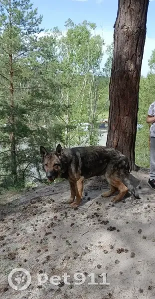Пропал собака, Южный Власихинский проезд, Барнаул - немецкая овчарка с дерматитом - photo