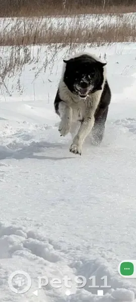 Пропал собака, Финансовый переулок, 4, Чигири - черно-белый - photo