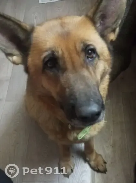 Пропала собака, женский пол, Ручейковая улица, Болтино - немецкая овчарка, кормящая - photo