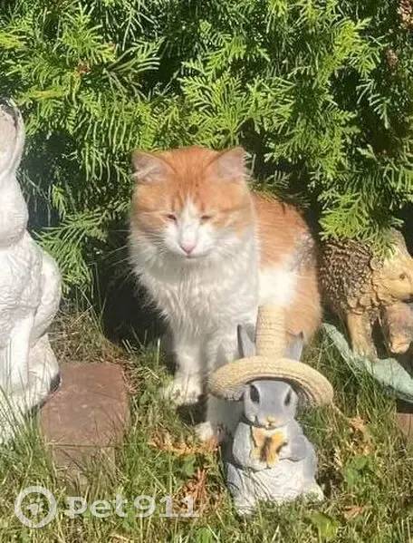 Пропал кот, улица Дружбы, 12 литА, Санкт-Петербург - рыже-белый окрас - photo