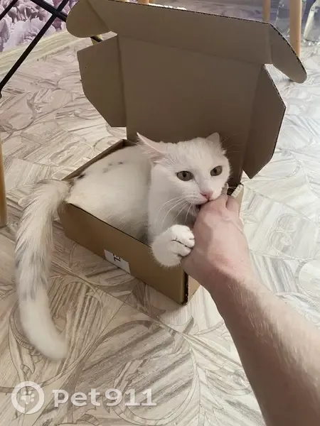 Пропала кошка, Сиреневый бульвар, 7, Псков - белая с черными и коричневыми окрасами - photo