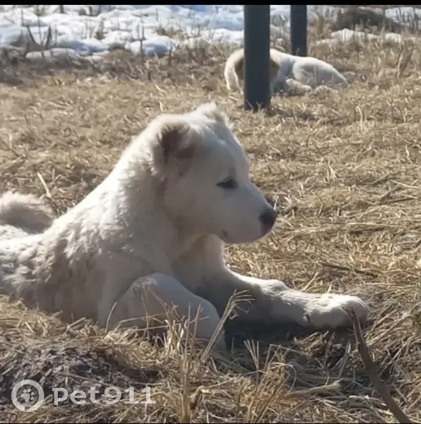 Пропал собака, мужской, 66Н-1827, Богородицкое - чисто белый окрас - photo