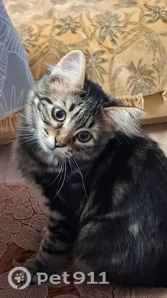 Пропал кот, улица Кирова, 21, Красный Крым - пушистый, окрас камышовый - photo