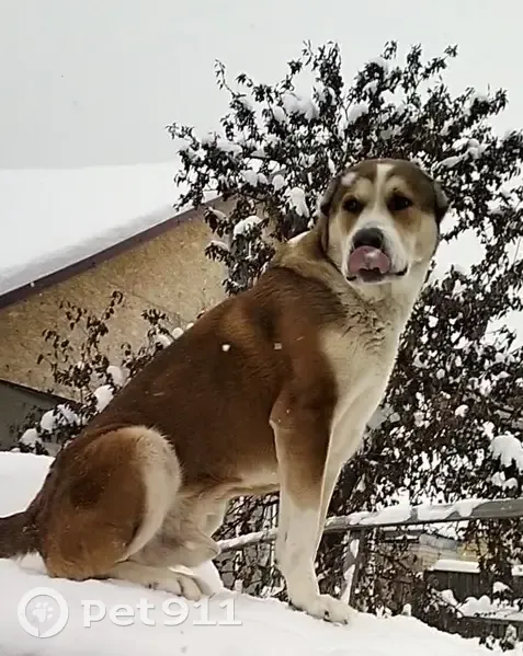 Пропал собака, улица Энтузиастов, 10, городской округ Торжок - рыжий с белым - photo