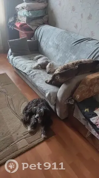 Пропал собака, улица Ульяны Громовой, Калининград - черный с белой челкой - photo