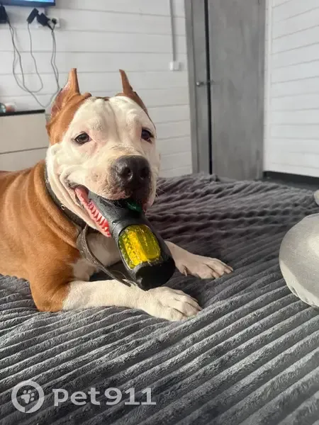 Пропала собака, Сиверский, Ленинградская область - рыжая с белым окрасом - photo