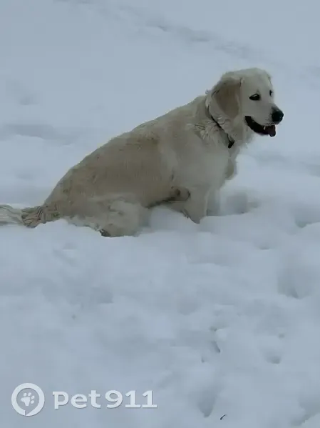 Пропала собака, улица Адмирала Черокова, 22 литА, Санкт-Петербург - золотистый ретривер по кличке Тея - photo