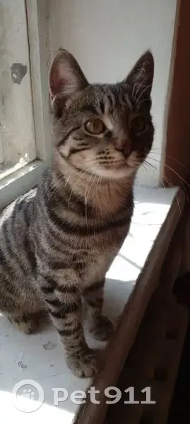 Пропал кот, Световая улица, 7, Хабаровск - серый в полоску, кусается - photo