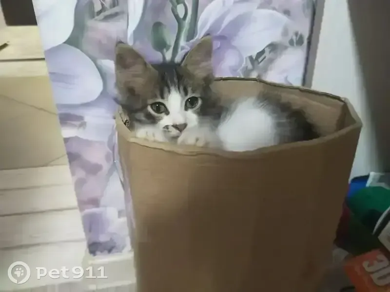 Пропал кот, Крутой переулок, 12, Ставрополь - серый трехцветный, в красном ошейнике - photo