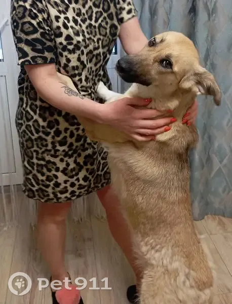 Найдена собака, улица Маршала Одинцова, Воронеж - синий порванный поводок - photo