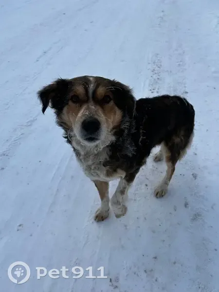 Найден собака, улица Латышева, 3, Астрахань - трехцветный, среднего размера - photo