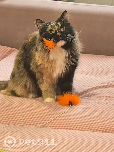 Пропала кошка, Заводская улица, 25 с3, Зеленоград - трехцветная в черной шлейке - photo