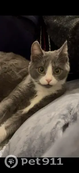 Пропала кошка, улица Ипатова, 29, Михайловск - серо-белая Соня с лысым пузом - photo