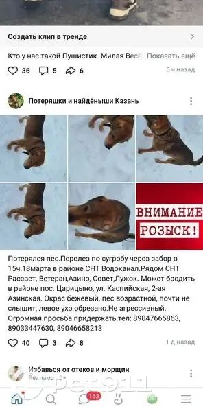 Пропал собака, Казань - photo