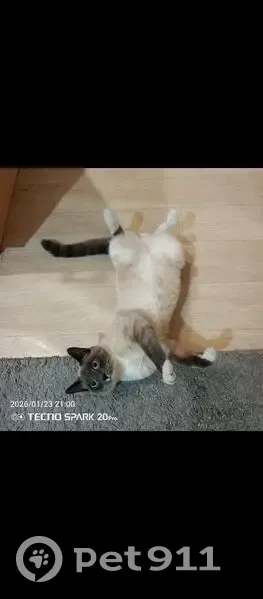 Пропал кот, Благовещенск - пепельный с чёрным - photo