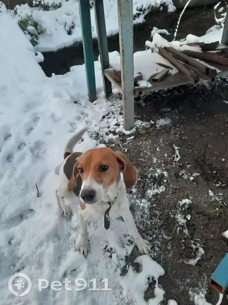 Пропала собака, Судостальская улица, 19, Новороссийск - photo