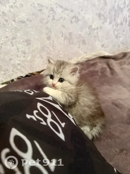 Пропала кошка, улица Маршала Кошевого, 5, Волгодонск - серо-белый, очень ласковый - photo