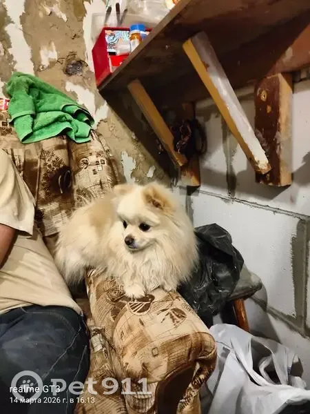 Пропал собака, мужской, кремового цвета, Спортивная улица, 72, Курск - photo