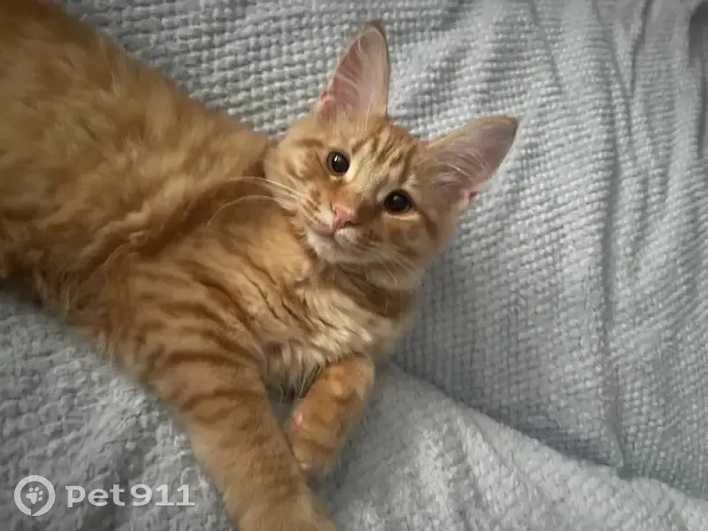 Пропала кошка, Рыночная улица, Ангарск - рыжая, пушистая, 11 месяцев - photo