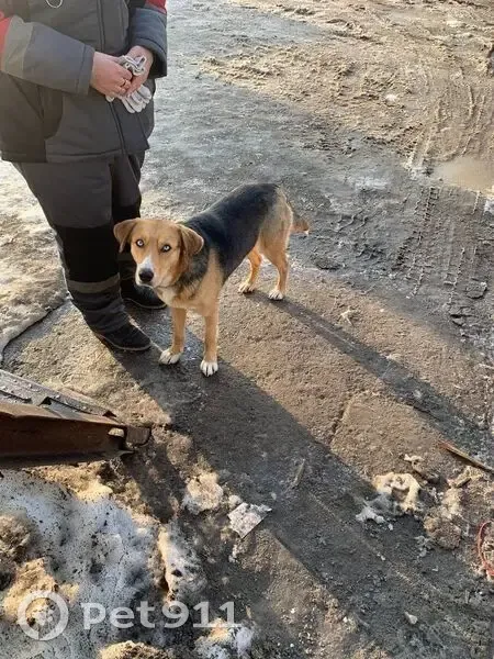 Пропала собака, Шоссейная улица, Малая Царевщина - photo