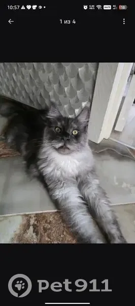 Пропал кот, улица Метелёва, 11, Сочи - photo