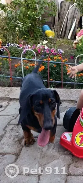 Пропала собака, улица Кутузова, 48, Уфа - крупная такса, черного окраса - photo