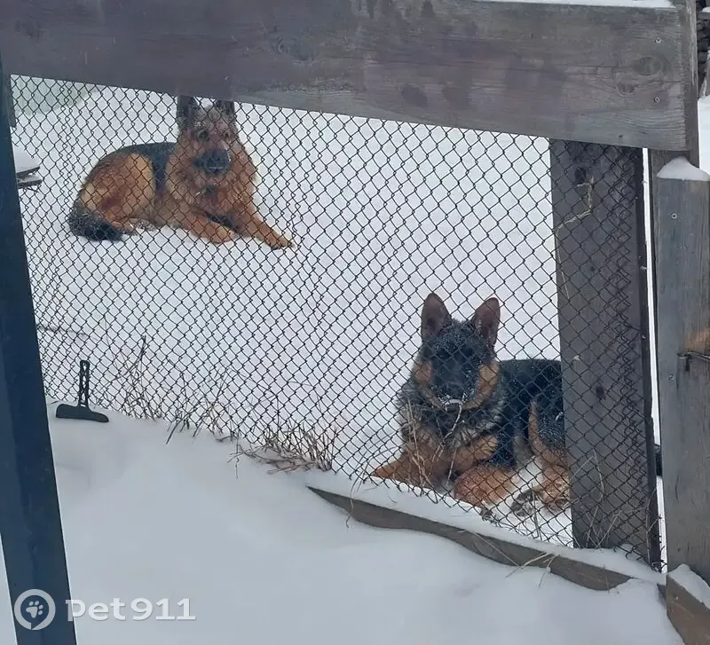 Пропал собака, улица Красный Путь, 9, Крутинка - рыже с чёрным, синий ошейник - photo