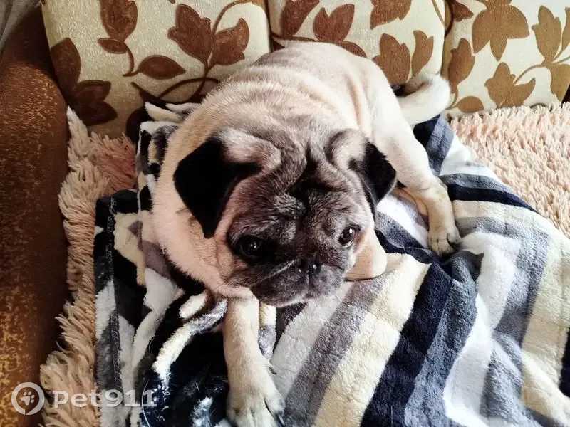 Пропала собака, женский пол, улица 1 Мая, Кашин - photo