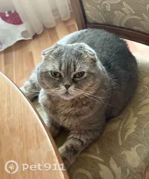 Найдена кошка, мужской пол, Техническая улица, Екатеринбург - photo