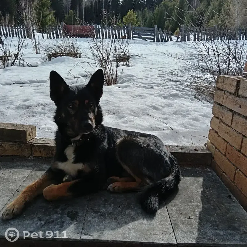 Пропал собака, Малая улица, 1, Висимо-Уткинск - коричневый кожаный ошейник - photo