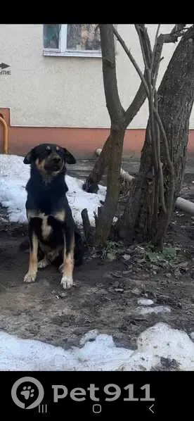 Пропала собака, улица Космонавта Комарова, 2, Воронеж - большой чёрный с коричневыми подпалинами - photo