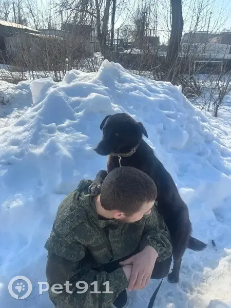 Пропала собака, Рабочая улица, 1, Набережный - черный окрас, желтая бирка - photo