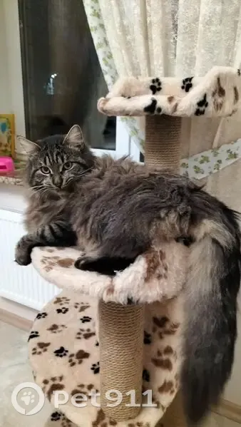 Пропал кот, Овражная улица, 4, Чехов - коричневый с полосками - photo