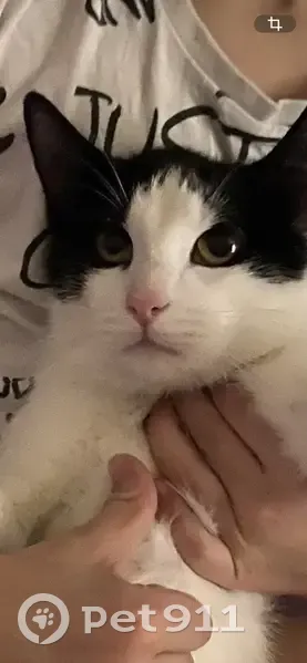 Пропал кот, Коммунальная улица, 75Б, Псков - черно-белый окрас, недавно кастрирован - photo