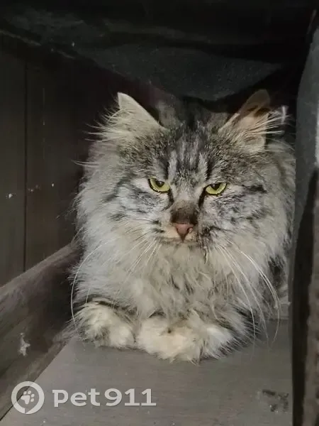 Найдена кошка, улица Володарского, Волгоград - photo